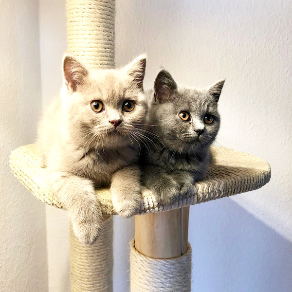 Zwei kleine British-Shorthair-Katzen auf einem catzup-Kratzbaum