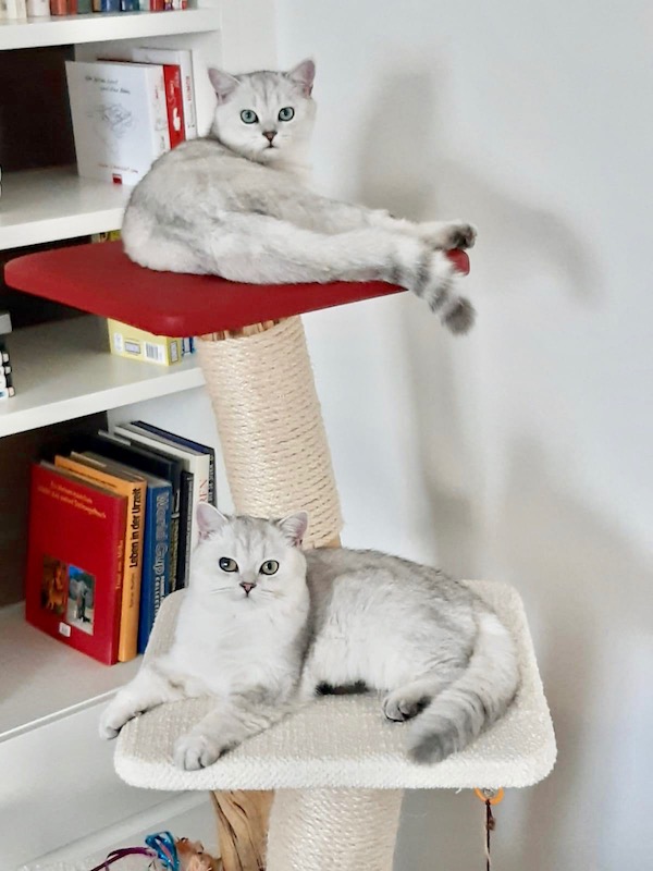 Zwei Geschwister-Katzen auf einem hübschen catzup-Kratzbaum