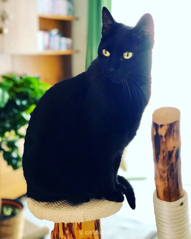 Eine schwarze hübsche Katze auf einem Kratzbaum