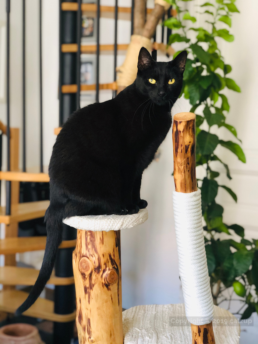 Eine schwarze hübsche Katze auf einem catzup-Naturkratzbaum