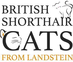 Katzenzucht Sorte British Shorthair von Landstein